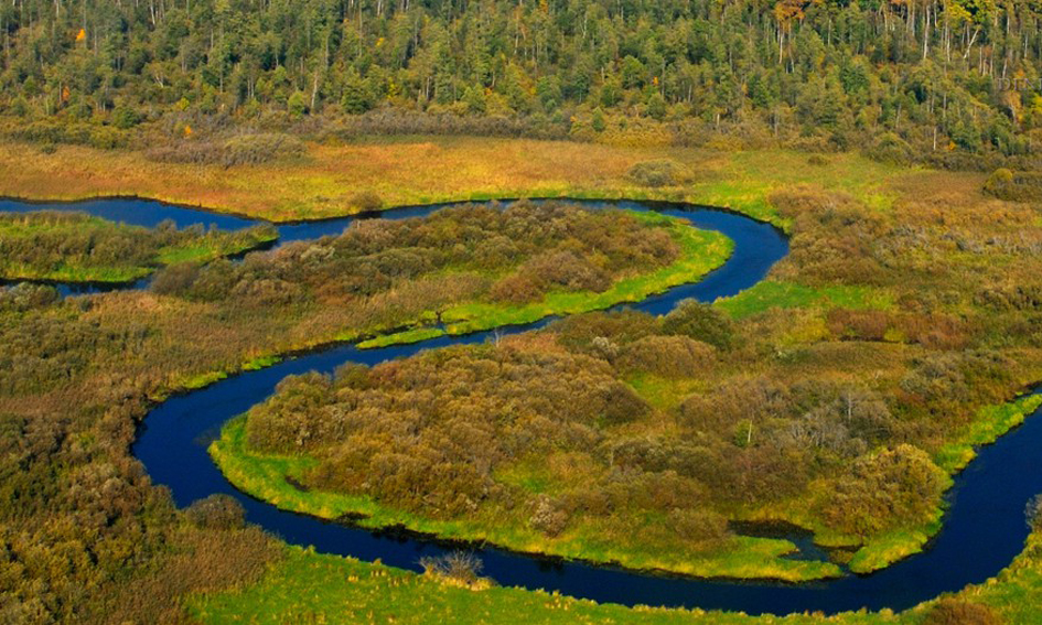 Березинский биосферный заповедник картинки